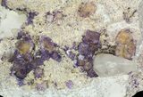 Purple/Yellow Cubic Fluorite & Calcite on Matrix - Illinois #32189-1